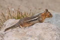 Cascade Golden-mantled Ground Squirrel 018