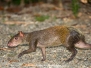 Central American Agouti