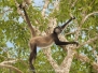 Central American Spider Monkey