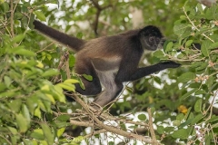 Central American Spider Monkey 009
