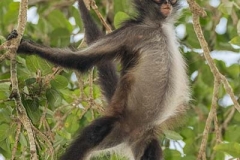 Central American Spider Monkey 013