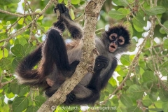 Central American Spider Monkey 016