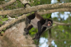 Central American Spider Monkey 019
