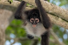 Central American Spider Monkey 024