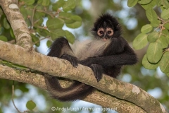 Central American Spider Monkey 025