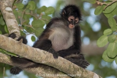 Central American Spider Monkey 026