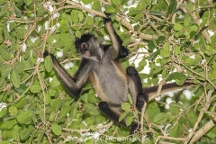 Central American Spider Monkey 028