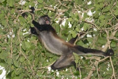 Central American Spider Monkey 032