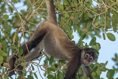 Central American Spider Monkey 039