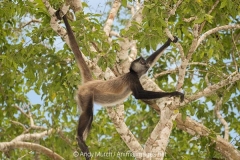 Central American Spider Monkey 043
