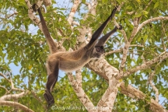 Central American Spider Monkey 044