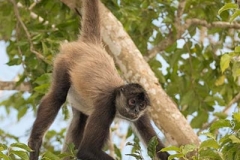 Central American Spider Monkey 047