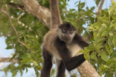 Central American Spider Monkey 049