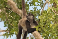 Central American Spider Monkey 050