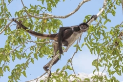 Central American Spider Monkey 057