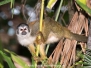 Central American Squirrel Monkey