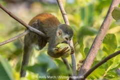 Central American Squirrel Monkey 001