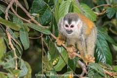 Central American Squirrel Monkey 036