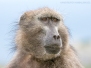 Chacma Baboon