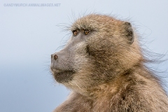 Chacma Baboon 002