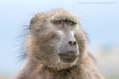 Chacma Baboon 003