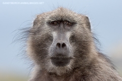 Chacma Baboon 006