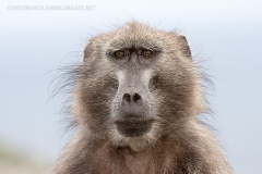Chacma Baboon 007