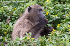 Chacma Baboon 009