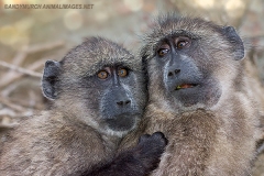 Chacma Baboon 015