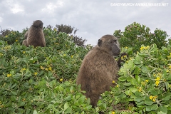 Chacma Baboon 018