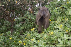 Chacma Baboon 019