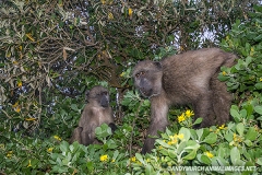Chacma Baboon 020