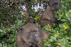 Chacma Baboon 021