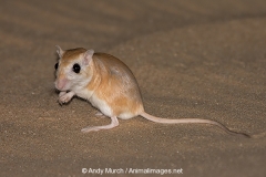 Cheesman's Gerbil 040