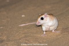 Cheesman's Gerbil 041