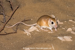 Cheesman's Gerbil 043