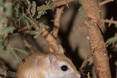 Cheesman's Gerbil 046