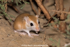 Cheesman's Gerbil 049