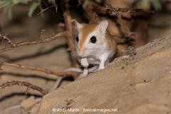 Cheesman's Gerbil 053