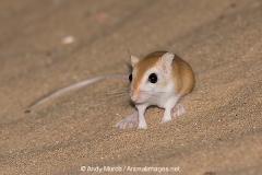 Cheesman's Gerbil 055