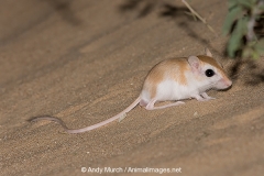 Cheesman's Gerbil 056