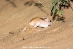 Cheesman's Gerbil 057