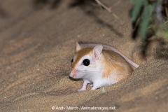 Cheesman's Gerbil 059