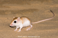 Cheesman's Gerbil 060