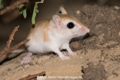 Cheesman's Gerbil 061