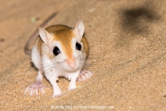 Cheesman's Gerbil 067