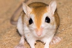 Cheesman's Gerbil 068