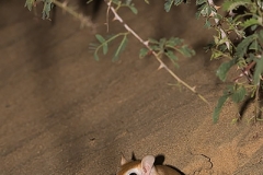 Cheesman's Gerbil 070