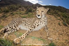 Cheetah 002