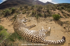 Cheetah 005